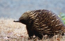 Echidna