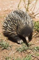 Short-beaked Echidna