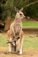 Kangaroo and Joey