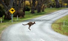 Australian Kangaroo