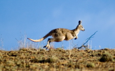 Grey Kangaroo