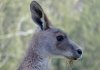 grey kangaroo