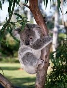 Koala in Tree