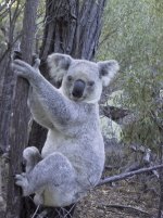 Large Koala