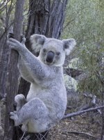 Large Koala