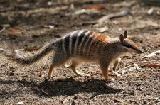 Numbat