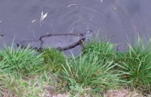 Platypus in River