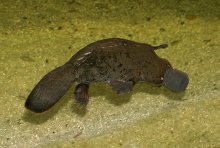 Platypus