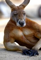 Big Red Kangaroo