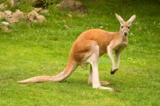 Australian Red Kangaroo