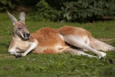 Red Kangaroo