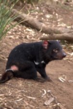 The Tasmanian Devil