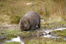 The Wombat