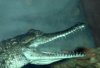 freshwater crocodile
