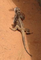 Frilled Lizard