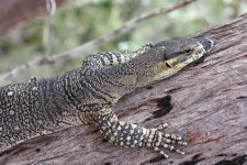 Goanna