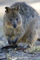 Quokka