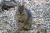 Quokka