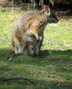 Quokka and Joey