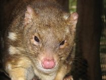 Quoll