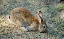 Rabbit Foraging