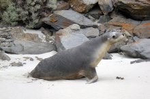 Australian Sea Lion