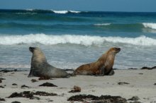 Australian Sea Lions