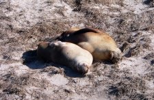 Sea Lions