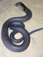 Brown Snake