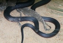 Red-bellied Black Snake