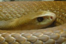 Taipan Snake