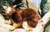 tree kangaroo