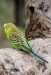 budgerigar