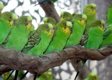 Budgie Flock