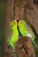 Budgies