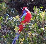 The Crimson Rosella