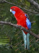 Crimson Rosella