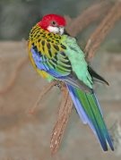 Eastern Rosella