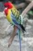 eastern rosella