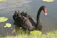 Black Swan