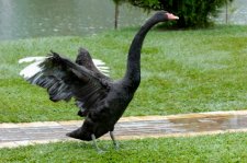 The Black Swan