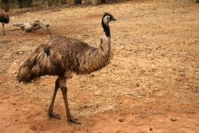 Emu