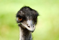 The Emu