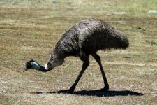 Emu