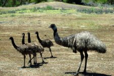 Emu and Chicks