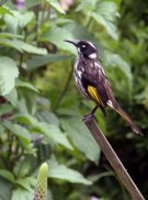 New Holland Honeyeater