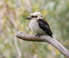 Laughing Kookaburra