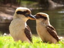 Kookaburra's