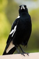 The Magpie