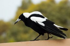 White-backed Magpie